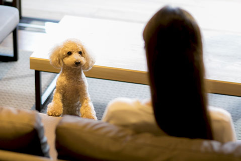 Dog-friendly Villa with open-air hot spring bath