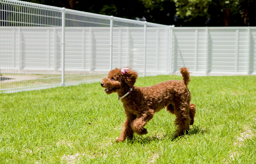 画像：ドッグフレンドリーヴィラで、愛犬との思い出づくりを。